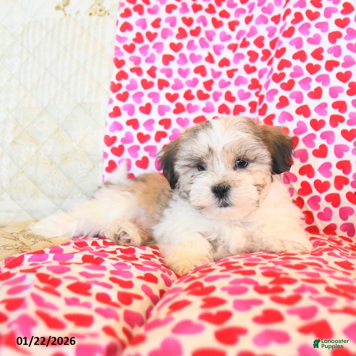 Teddy Bear dogs Racer - Ad 2