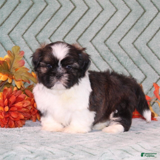 Shih Tzu dogs Tinker - Ad 1