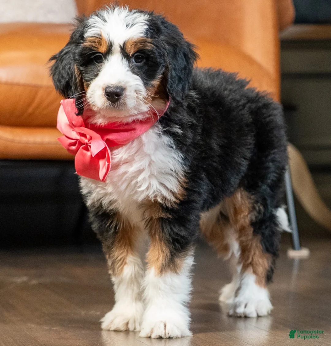 Mini Bernedoodle dogs for sale: Mini Lucy - Ad 1