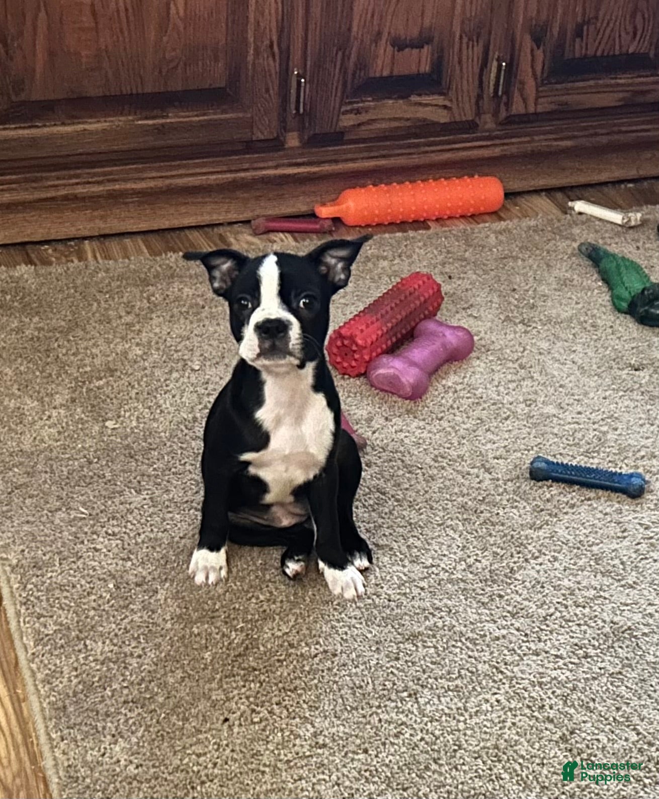 Boston Terrier dogs for sale: SALE PENDING - Ad 1