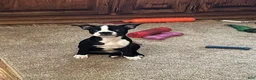 Boston Terrier dogs for sale: SALE PENDING - Ad 1