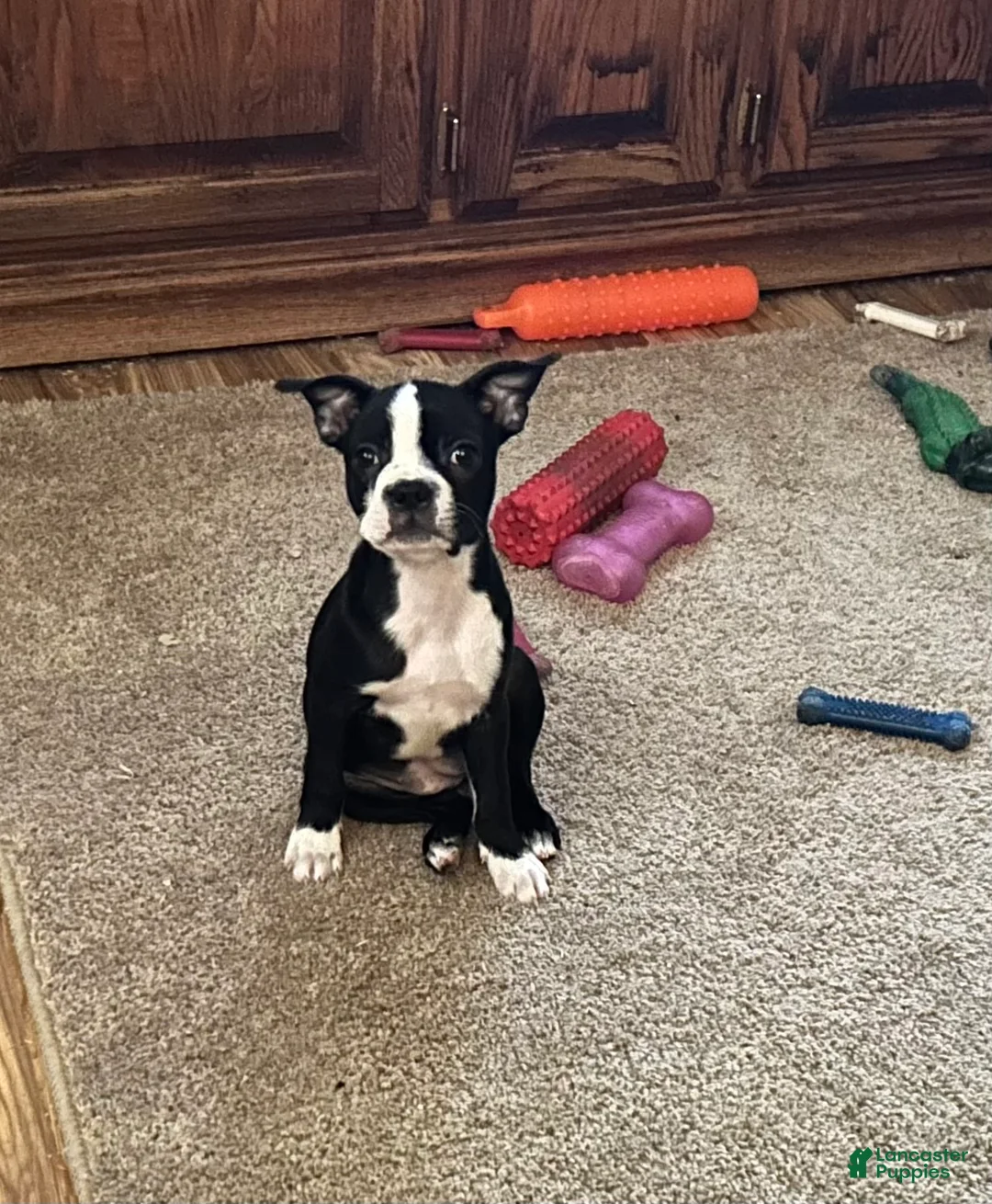 Boston Terrier dogs for sale: SALE PENDING - Ad 1