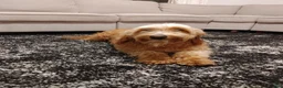 Goldendoodle dogs for sale: Rusty - Ad 11