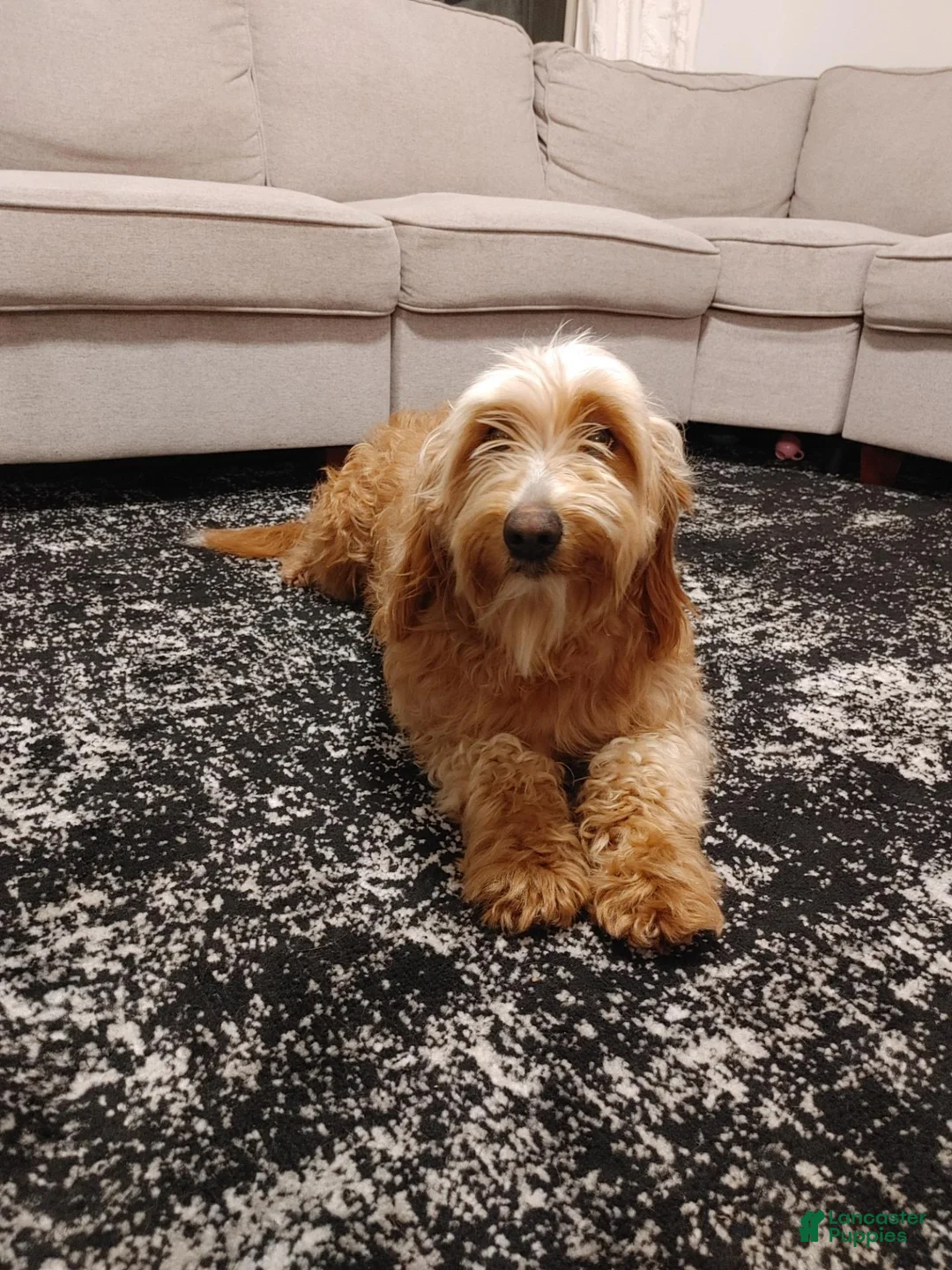 Goldendoodle dogs for sale: Daisy  - Ad 2