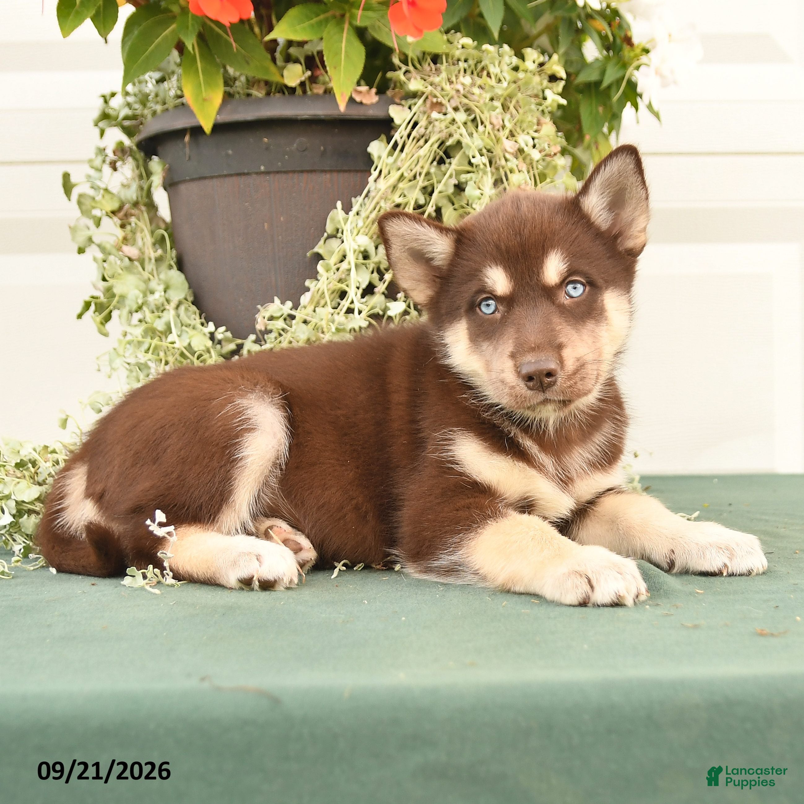 Alaskan Malamute dogs Cadence - Ad 2