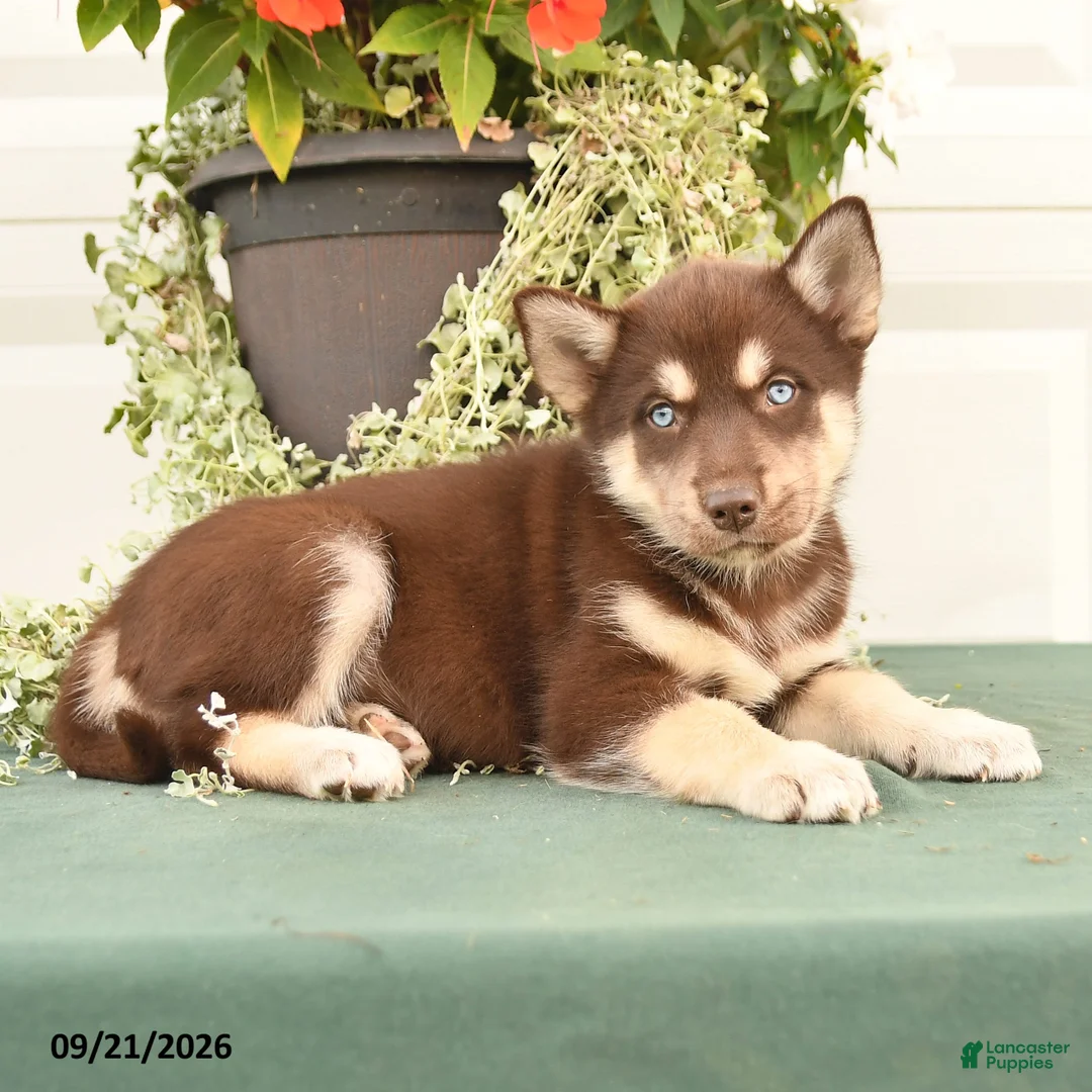 Alaskan Malamute dogs for sale: Cadence - Ad 2
