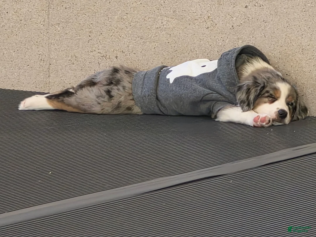 Australian Shepherd dogs for sale: Theo - Ad 2