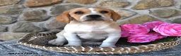 Mixed Breed dogs for sale: Lilac - Ad 3
