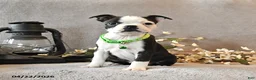 Boston Terrier dogs for sale: Raspberry - Ad 4