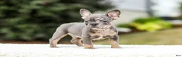 French Bulldog dogs for sale: Miles – Blue & Tan Merle - Ad 5