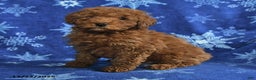 Mini Goldendoodle dogs for sale: Elvis - Ad 5