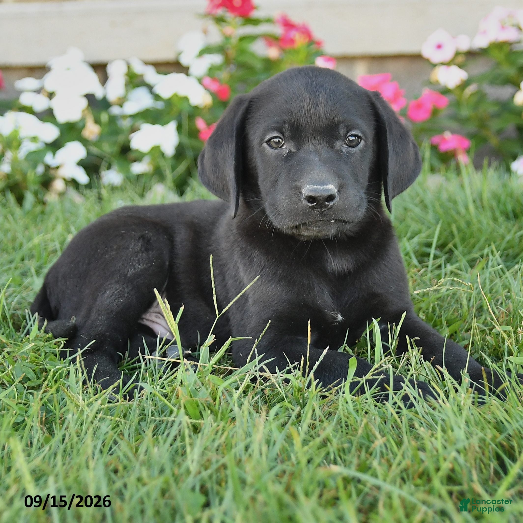 Labrador Retriever dogs Griffin - Ad 2