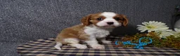 Cavalier King Charles Spaniel dogs for sale: Connor - Ad 5