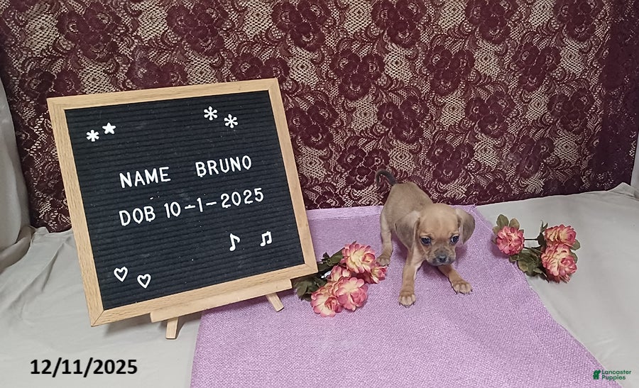 Puggle dogs Bruno - Ad 13