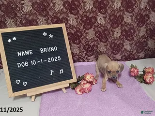 Puggle dogs Bruno - Ad 13