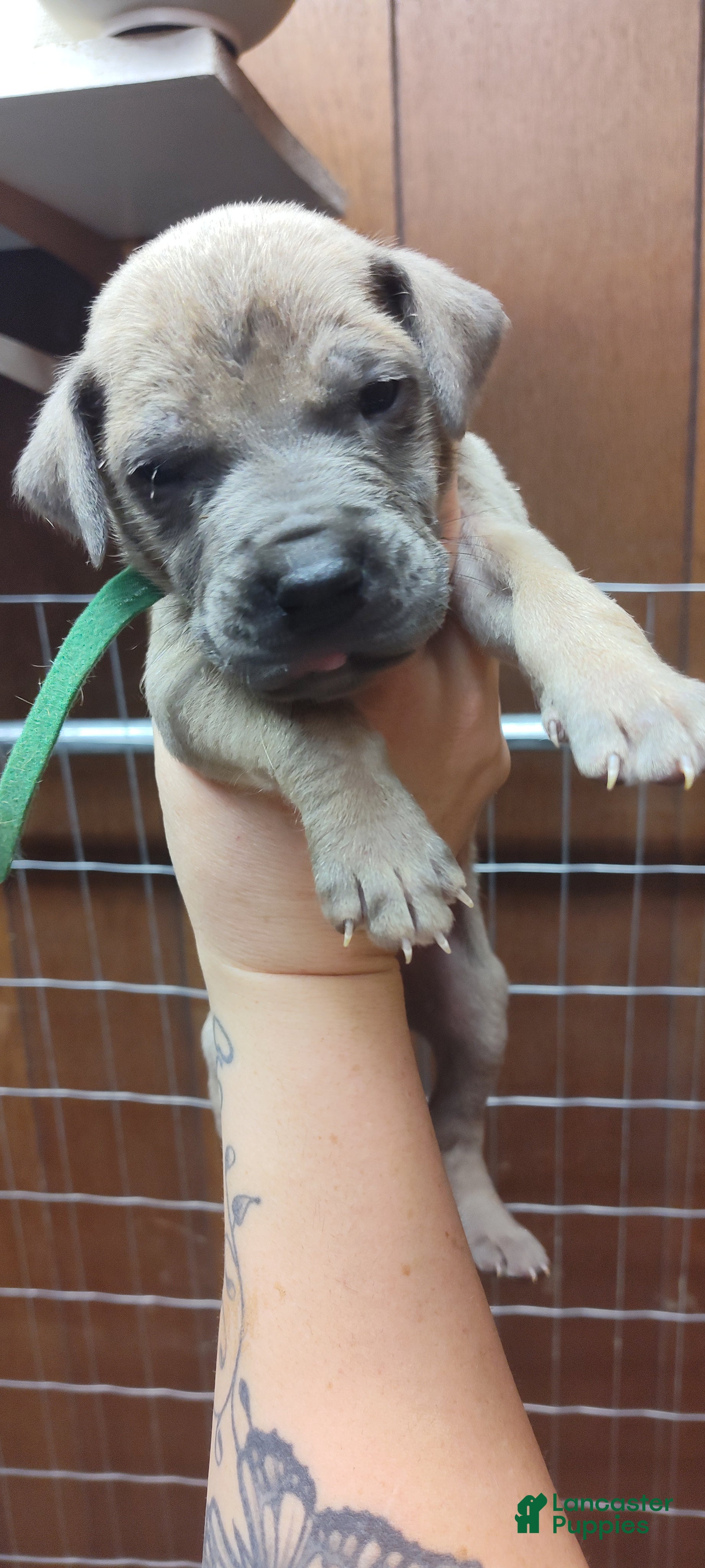 Great Dane dogs Great Dane Puppy 8 - Ad 10