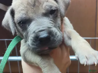 Great Dane dogs Great Dane Puppy 8 - Ad 10