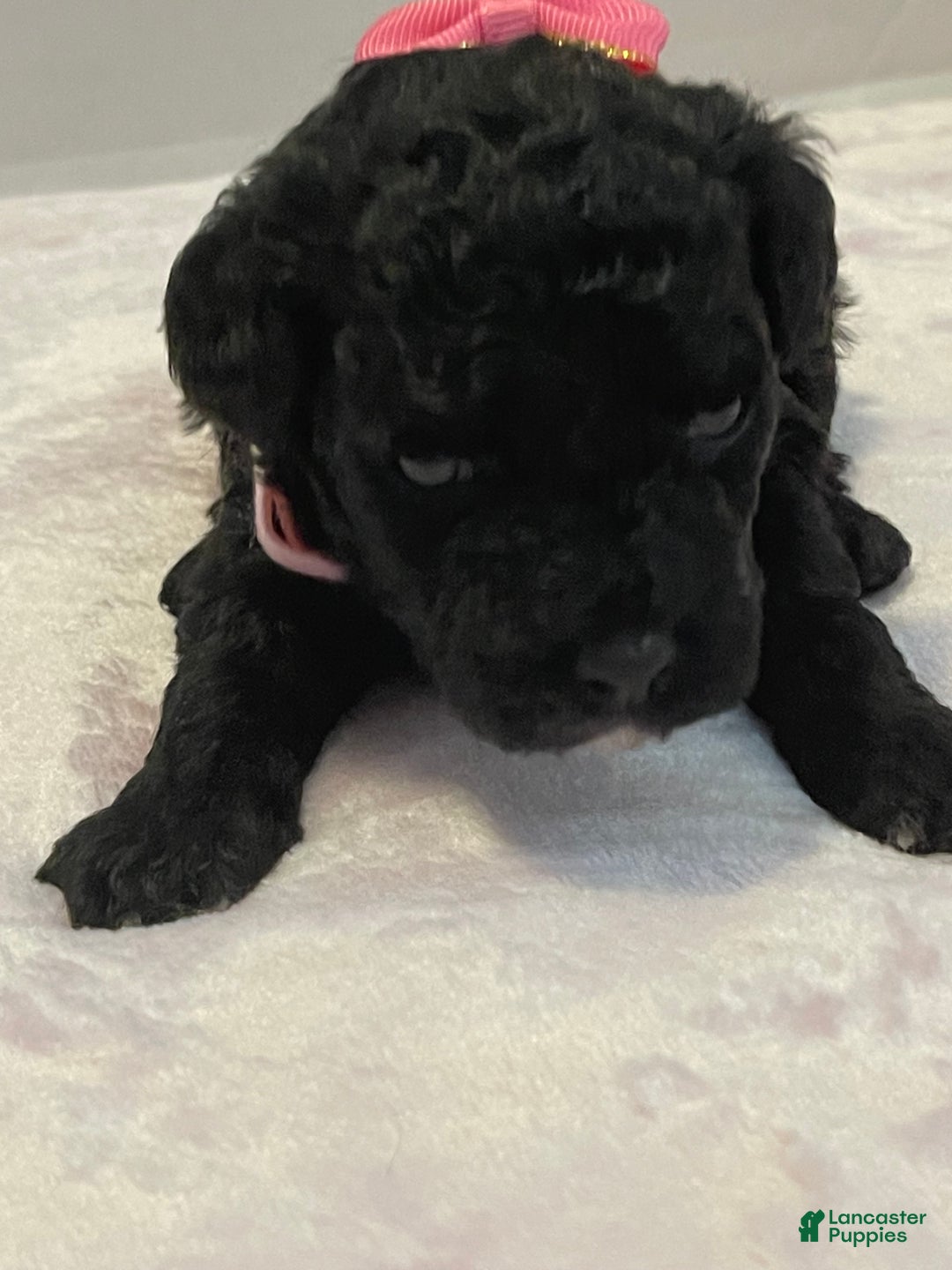 Goldendoodle dogs for sale: Goldendoodle Puppy 2 - Ad 3