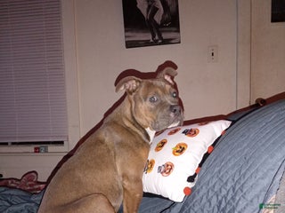 Mixed Breed dogs Mixed Breed Puppy 1 - Ad 35