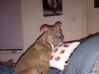 Mixed Breed dogs Mixed Breed Puppy 1 - Ad 35