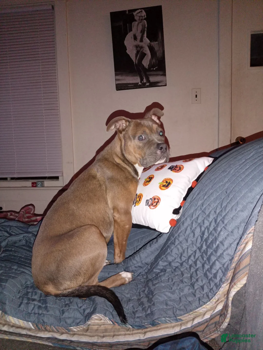 Mixed Breed dogs for sale: Mixed Breed Puppy 1 - Ad 1