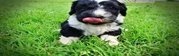 Havapoo dogs for sale: Savvy - Ad 19