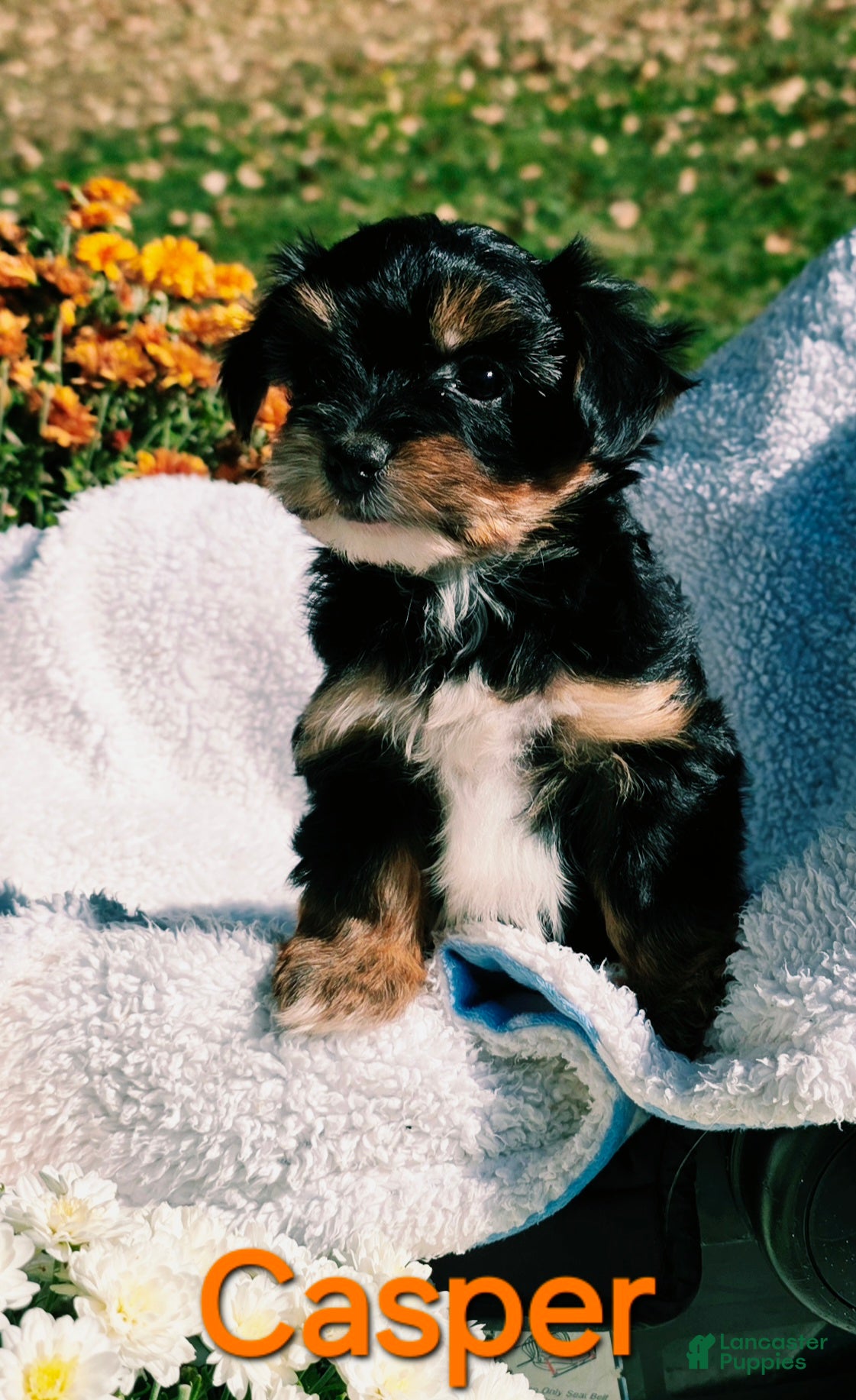 Yorkshire Terrier dogs  Casper - Ad 2