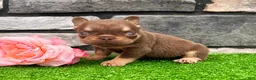 French Bulldog dogs for sale: Jasmine - Ad 7