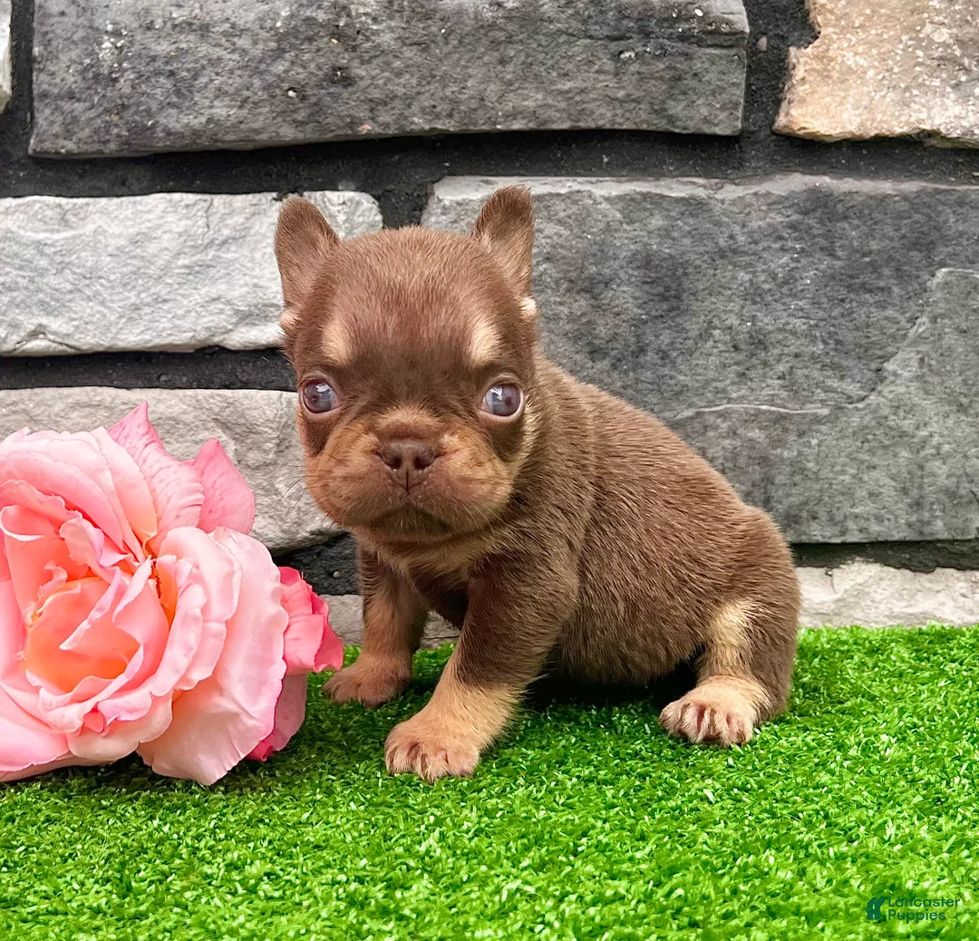 French Bulldog dogs for sale: Jasmine - Ad 7