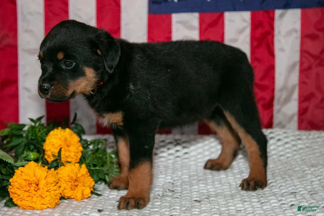 Rottweiler dogs for sale: Tex - Ad 3