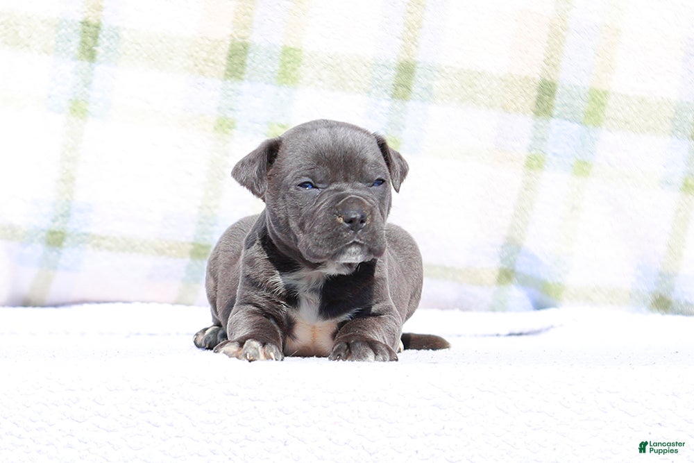 Mixed Breed dogs JayJay - Blue European Doberdane BLUE! - Ad 11