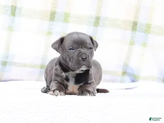 Mixed Breed dogs JayJay - Blue European Doberdane BLUE! - Ad 11