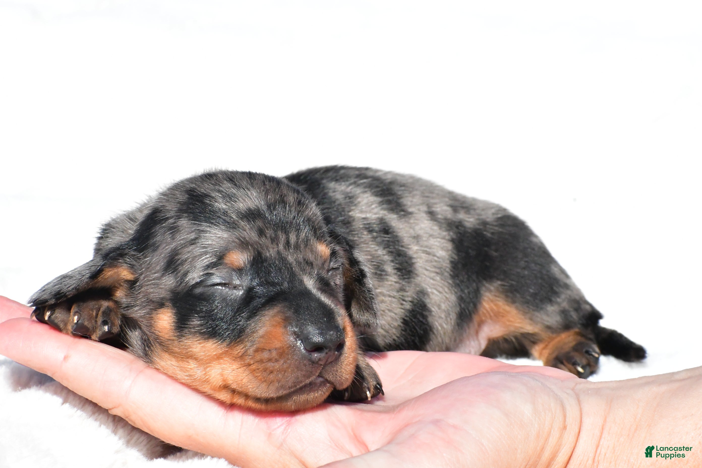 Miniature Dachshund dogs Hudson - Ad 1
