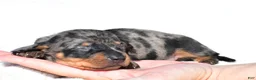 Miniature Dachshund dogs for sale: Hudson - Ad 1