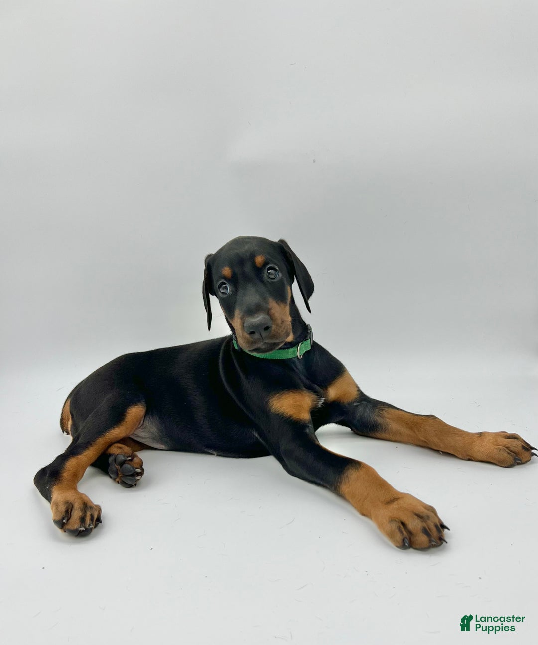 Doberman Pinscher dogs for sale: Green - Ad 2