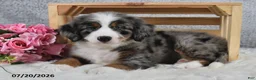 Mini Bernedoodle dogs for sale: Kenji - Ad 1
