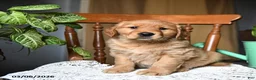 Golden Retriever dogs for sale: Candy - Ad 4