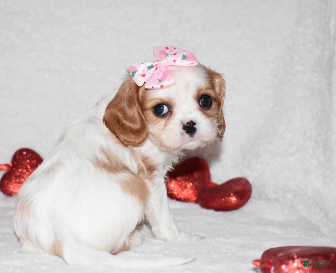 Cavalier King Charles Spaniel dogs for sale: Octavia  - Ad 6