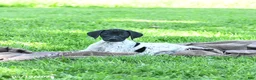 German Shorthaired Pointer dogs for sale: Rain - Ad 4