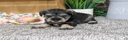 Miniature Schnauzer dogs for sale: Sandy - Ad 2