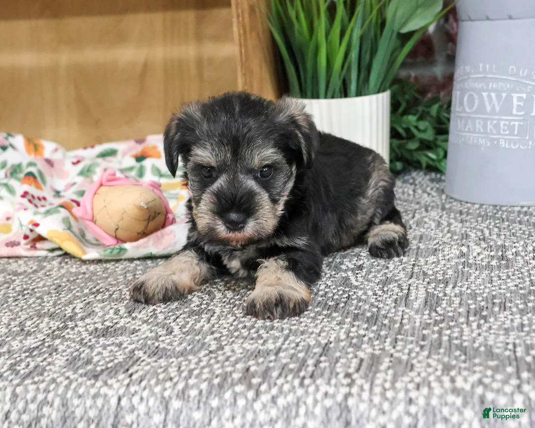 Miniature Schnauzer dogs for sale: Sandy - Ad 2