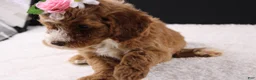Mini Goldendoodle dogs for sale: Mini Goldendoodle 5 - Ad 5