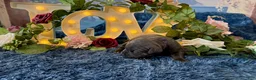 Cane Corso dogs for sale: Presley - Ad 5