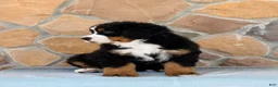 Bernese Mountain Dog dogs for sale: Ridge - Ad 3