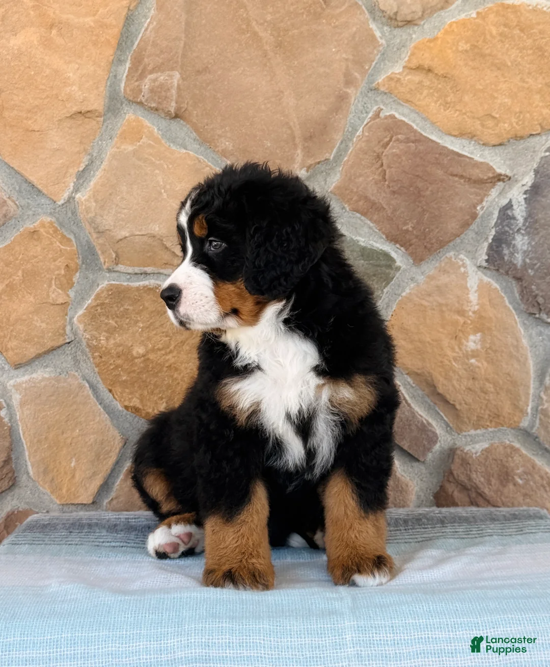Bernese Mountain Dog dogs for sale: Ridge - Ad 3