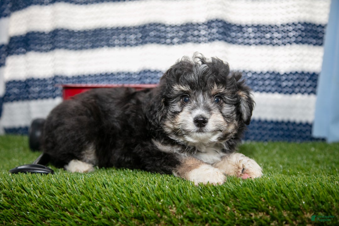 Mini Aussiedoodle dogs for sale: Scooter - Ad 2