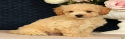 Bichpoo dogs for sale: Jake - Ad 3