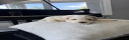 Cockapoo dogs for sale: Fortune - Ad 3