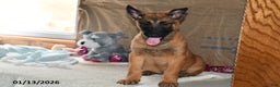 Belgian Malinois dogs for sale: Diesel - Ad 2