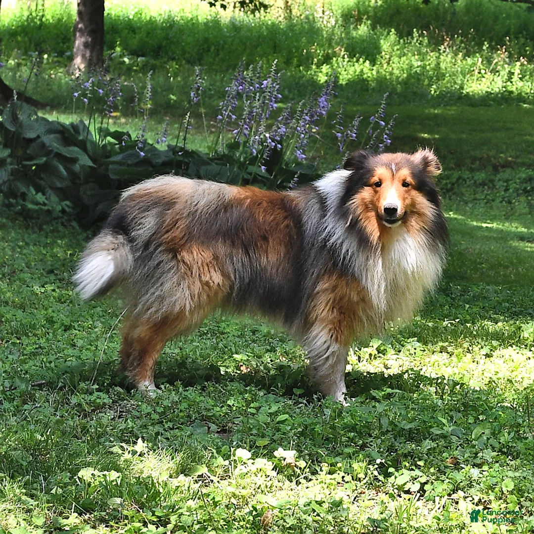 Shetland Sheepdog dogs for sale: Marla - Ad 7